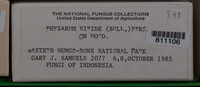 Physarum viride var. viride image